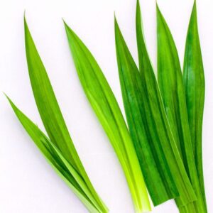 Pandan Leaf